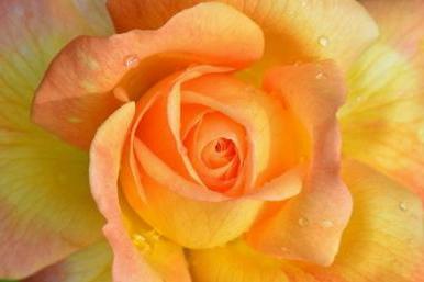 photo macro